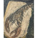 NONDA - Epaminondas PAPADOPOULOS - Homard