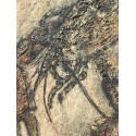 NONDA - Epaminondas PAPADOPOULOS - Homard