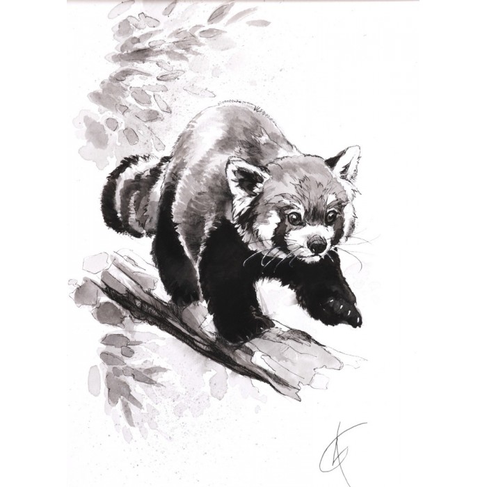 Le Funambule - le panda roux
