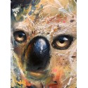 Koalas