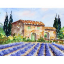 Un champs de lilas en provence