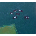 Cows on dark green, 1980