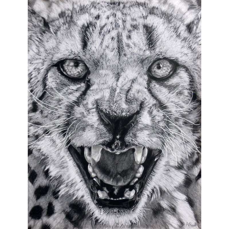 Alexis Raoult Buy Art And Biography Contemporary Art Animal Drawing