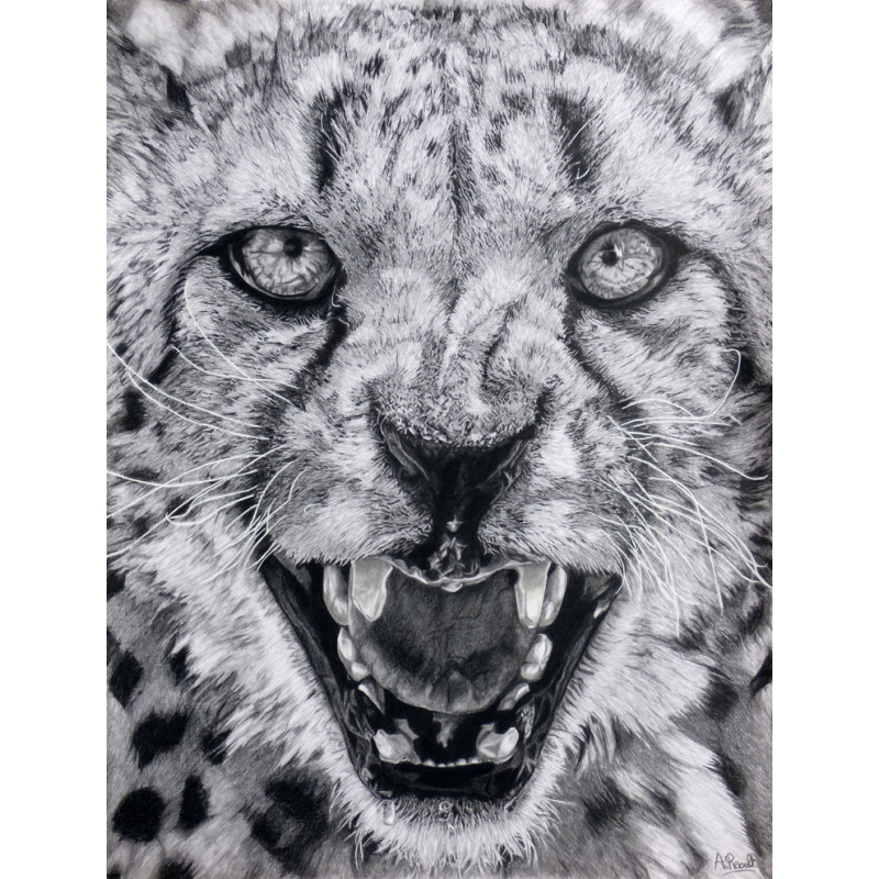 Jaguar Animal Drawing Face