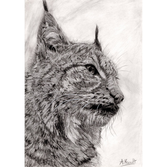 dessin - Le petit Lynx