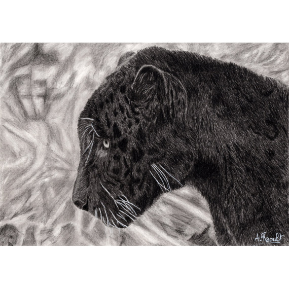 dessin - Le jaguar noir -alexis-raoult