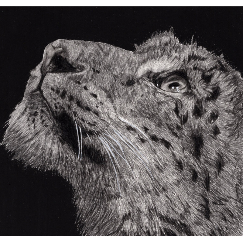 Alexis Raoult Achat D Oeuvres Et Biographie Contemporain Animaux