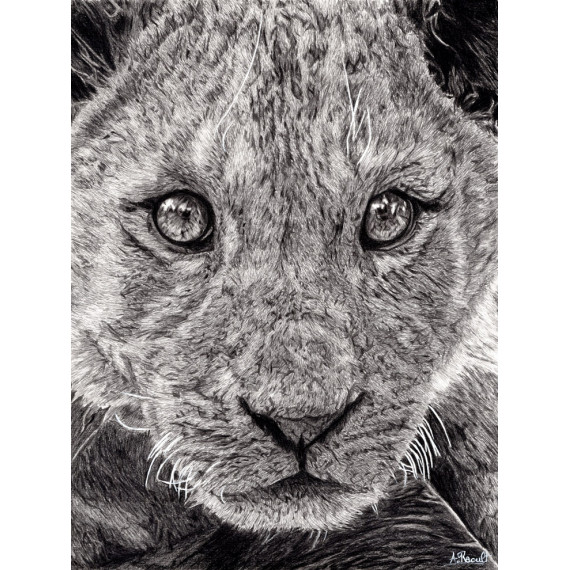 dessin - Le Jeune Lion