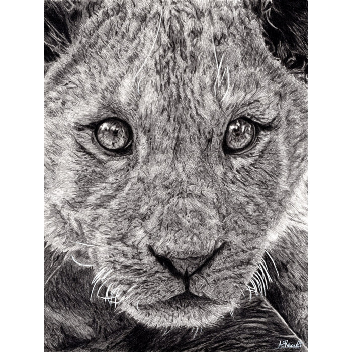 dessin - Le Jeune Lion dessin - Le Jeune Lion