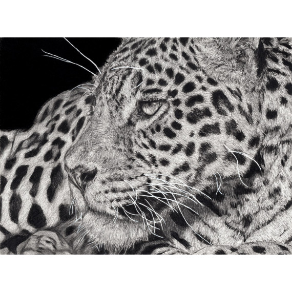 dessin - Simara, Le Jaguar