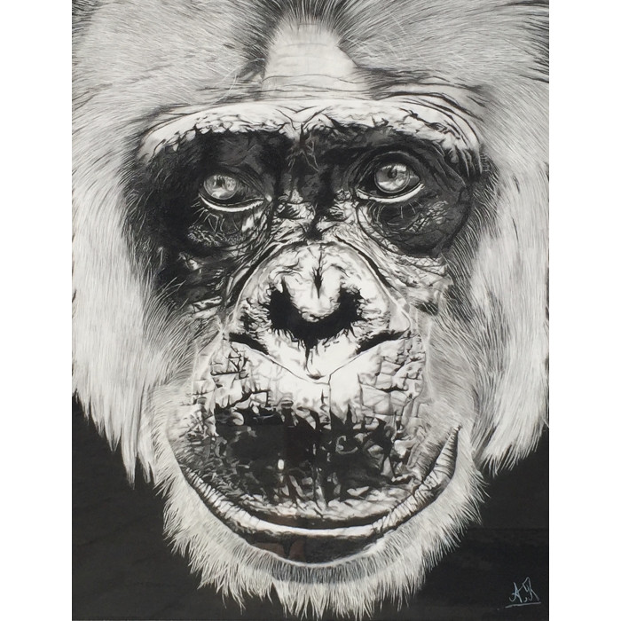 Le Singe Le Singe
