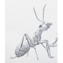 Jaëraymie - Avoir des fourmis dans les jambes