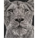 Drawing - Lewa, la lionne, thoiryLewa, la lionne, thoiry