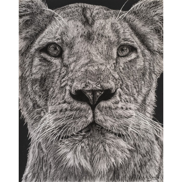 dessin - Lewa, la lionne, thoiry