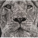 Drawing - Lewa, la lionne, thoiryLewa, la lionne, thoiry