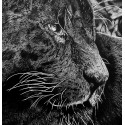 Drawing - Aramis, Le Jaguar Noir, Ménagerie