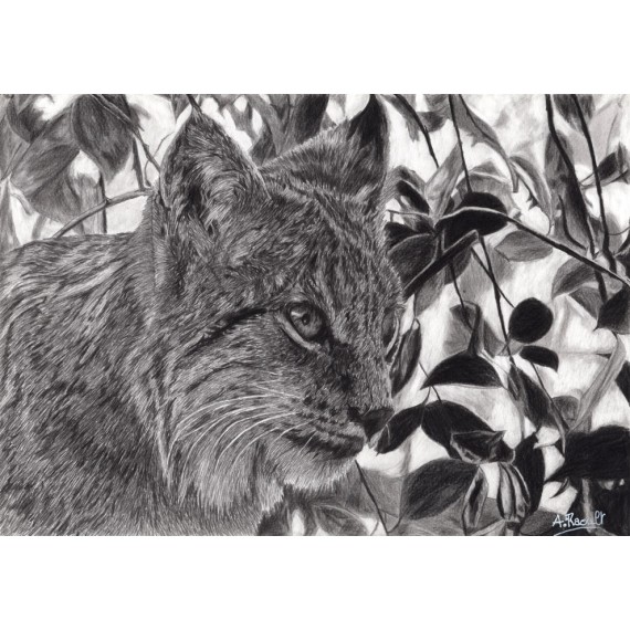 Drawing - Einar, le Lynx, Ménagerie