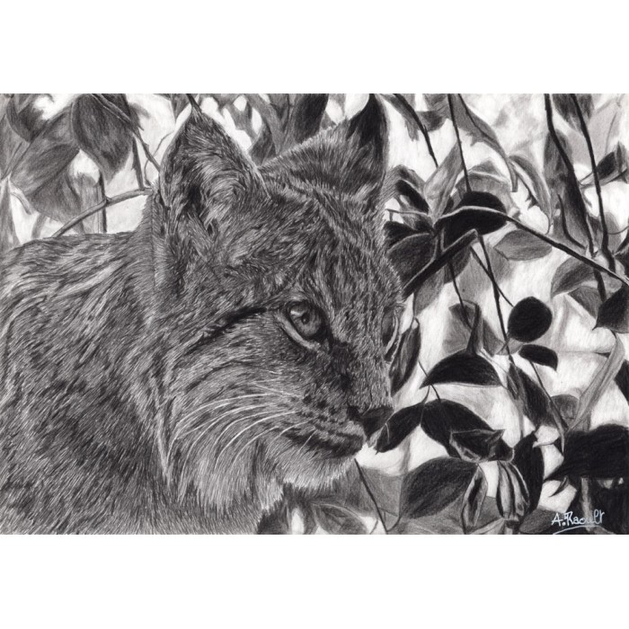 dessin - Einar, le Lynx, Ménagerie -alexis-raoult