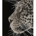 Drawing - Simara, le Jaguar, Ménagerie