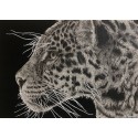 Drawing - Simara, le Jaguar, Ménagerie