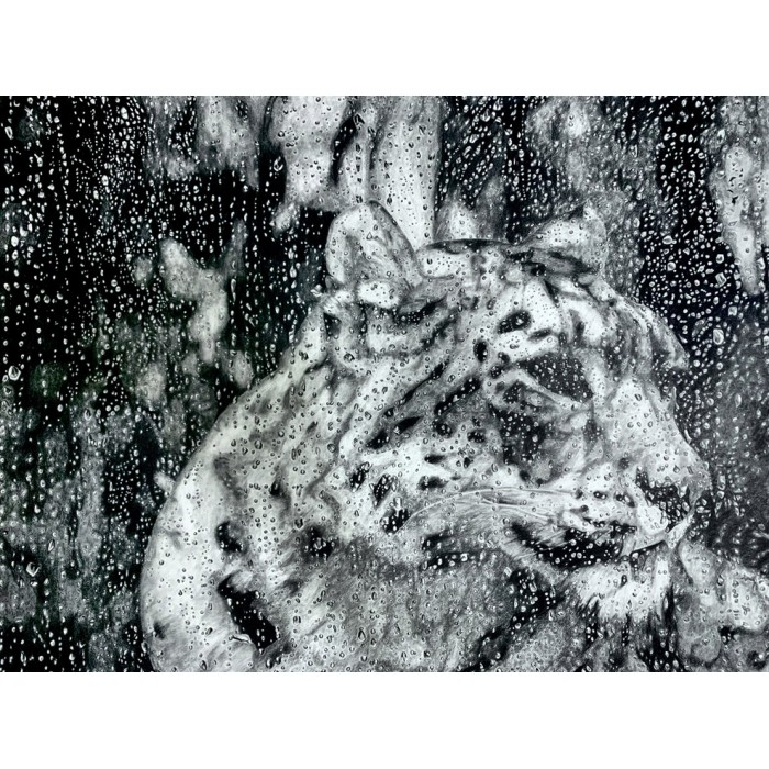 Drawing - Esha, La Panthère des Neiges sous la pluie, Ménagerie