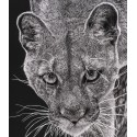 Drawing - Kali, le Puma, Vincennes
