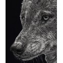 Drawing - Diégo, le Loup, Ménagerie