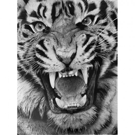 Drawing - Le Tigre