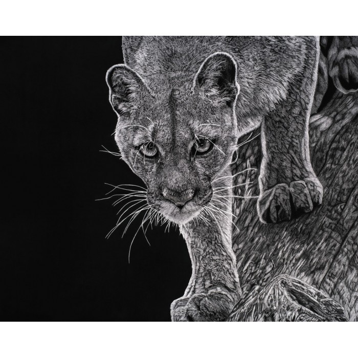 Limited edition - Kali, le Puma, Vincennes Limited edition - Kali, le Puma, Vincennes