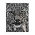 Limited edition - Einar, Le Lynx, Ménagerie