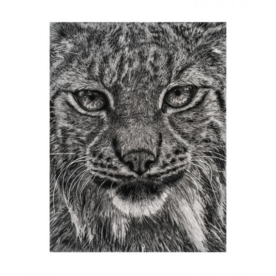 Limited edition - Einar, Le Lynx, Ménagerie