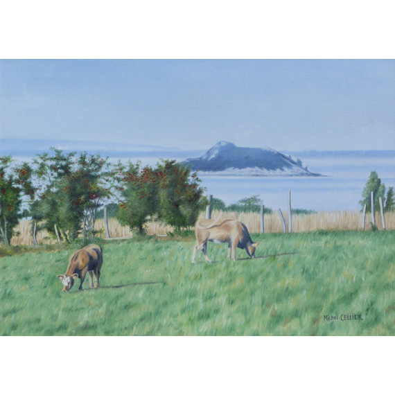 The Cows and the ilot de Tombelaine, Baie du Mont Saint-Michel