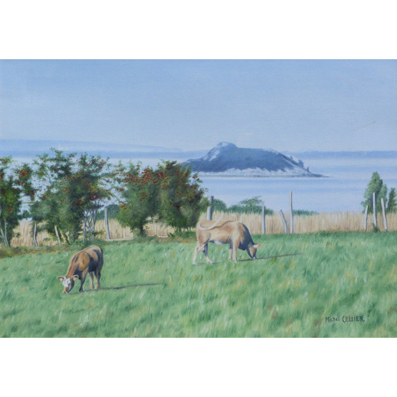 Les vaches et l'ilot de Tombelaine, Baie du Mont Saint-Michel