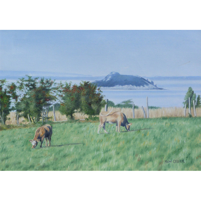 Les vaches et l'ilot de Tombelaine, Baie du Mont Saint-Michel