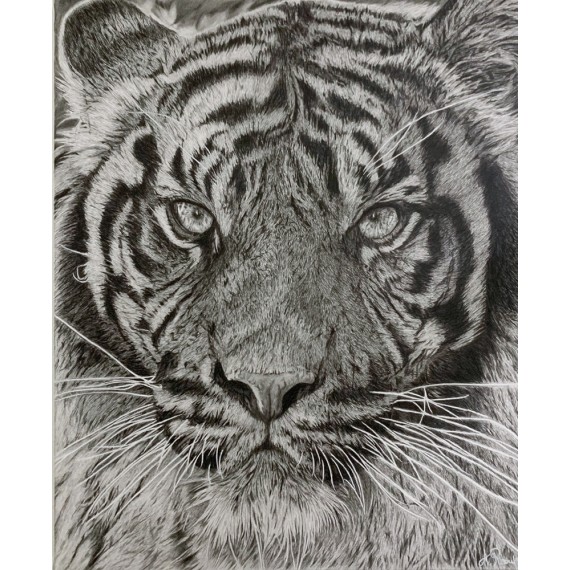 Original drawing -  Rajah, le tigre
