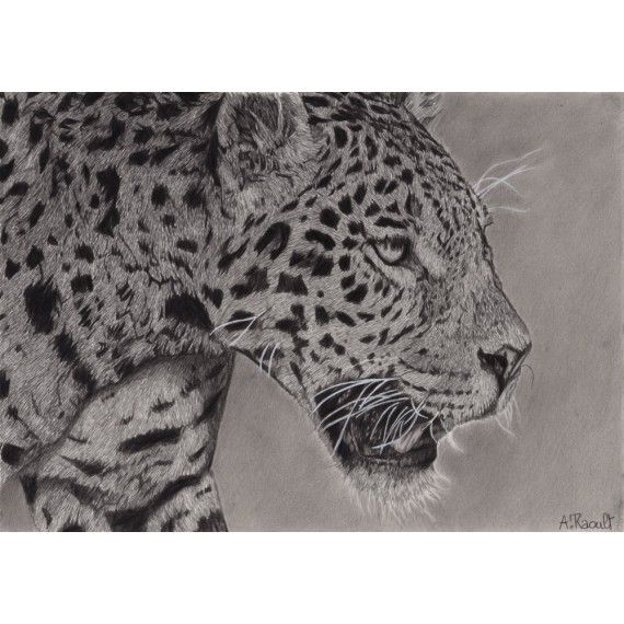 Original drawing -  Simara, le jaguar