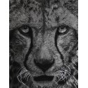 Original drawing -  Olympe, le cheetah