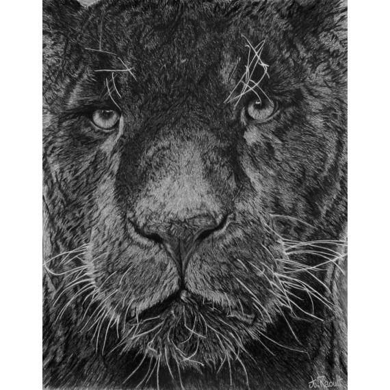 Original drawing -  Aramis, le jaguar noir
