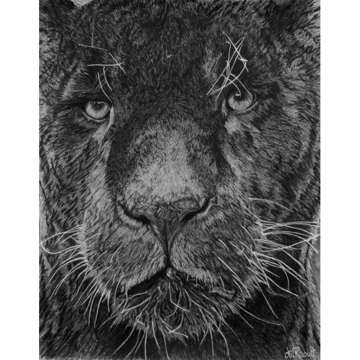 Original drawing -  Aramis, le jaguar noir