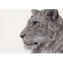 Original drawing -  Lewa la Lionne