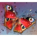Paon du Jour ( papillon ) -henry blache