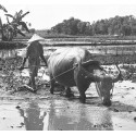 "Ploughing" – Malaysia