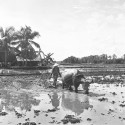 "Ploughing" – Malaysia