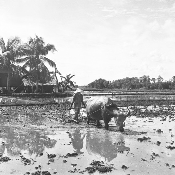 « Le Labour » Malaisie